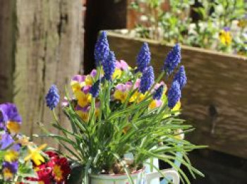 Kleine Traubenhyazinthe, Muscari botryoides, Topfware