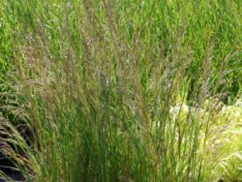 Kleine Wald-Schmiele 'Palava', Deschampsia cespitosa 'Palava', Topfware