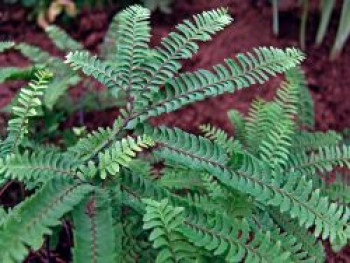 Kleiner Pfauenrad-Frauenhaarfarn &#8218;Imbricatum&#8216;, Adiantum pedatum &#8218;Imbricatum&#8216;, Topfware