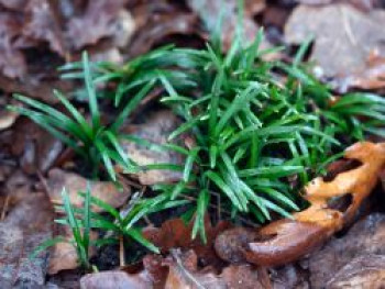 Kleiner Schlangenbart &#8218;Minor&#8216;, Ophiopogon japonicus &#8218;Minor&#8216;, Topfware