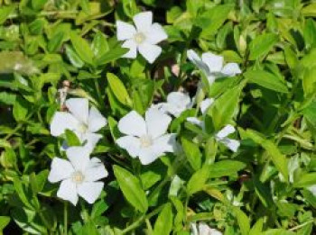 Kleines Immergrün 'Elisa', 5-15 cm, Vinca minor 'Elisa', Topfware