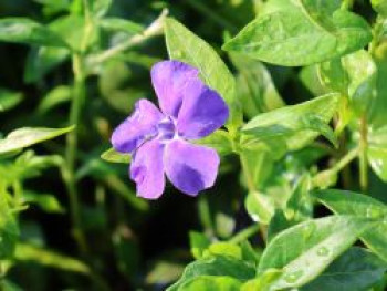 Kleines Immergrün &#8218;Flower Power&#8216;, Vinca minor &#8218;Flower Power&#8216;, Topfware