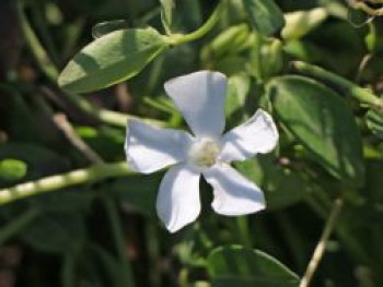 Kleines Immergrün &#8218;Gertrude Jekyll&#8216;, Vinca minor &#8218;Gertrude Jekyll&#8216;, Topfware