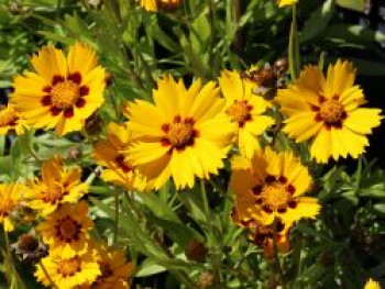 Kleines Mädchenauge 'Baby Gold', Coreopsis lanceolata 'Baby Gold', Topfware