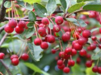 Kleinfruchtiger Zierapfel, 60-100 cm, Malus toringo var. sargentii 'Veredlung', Containerware