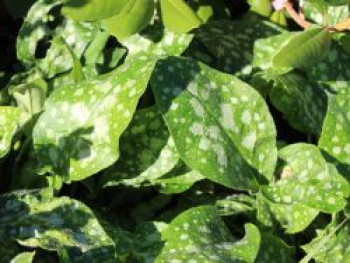 Kleingeflecktes Lungenkraut &#8218;Sissinghurst White&#8216;, Pulmonaria officinalis &#8218;Sissinghurst White&#8216;, Topfware