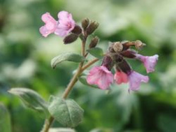 Kleingeflecktes Lungenkraut &#8218;Dora Bielefeld&#8216;, Pulmonaria officinalis &#8218;Dora Bielefeld&#8216;, Topfware