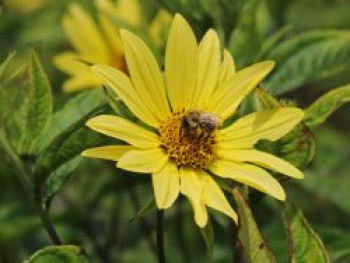 Kleinköpfige Sonnenblume &#8218;Lemon Queen&#8216;, Helianthus microcephalus &#8218;Lemon Queen&#8216;, Topfware