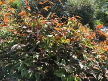 Kleinkopfiger Knöterich &#8218;Red Dragon&#8216;, Persicaria microcephala &#8218;Red Dragon&#8216;, Topfware