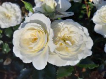 Kleinstrauchrose 'Bounty' ®, Rosa 'Bounty' ®, Containerware