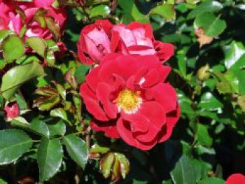 Kleinstrauchrose 'Caracho' ®, Rosa 'Caracho' ® ADR-Rose, Containerware