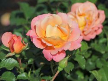 Kleinstrauchrose &#8218;Cubana&#8216; ®, Rosa &#8218;Cubana&#8216; ®, Containerware