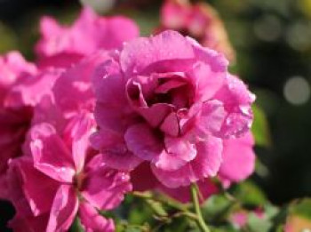 Kleinstrauchrose Orienta ® 'Djamila', Rosa Orienta ® 'Djamila', Containerware
