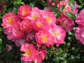 Kleinstrauchrose Rigo-Rosen ® 'Hotline' ®, Rosa Rigo-Rosen ® 'Hotline' ® ADR-Rose, Containerware