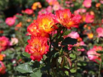 Kleinstrauchrose 'Summer of Love' ®, Rosa 'Summer of Love' ® ADR-Rose, Containerware