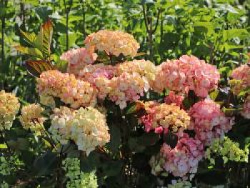 Kleinwüchsige Hortensie 'Preziosa', 20-30 cm, Hydrangea serrata 'Preziosa', Containerware