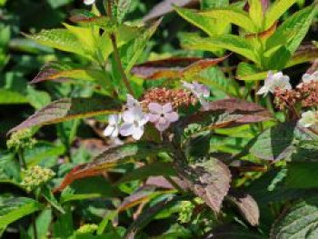 Kleinwüchsige Tellerhortensie &#8218;Acuminata&#8216;, 30-40 cm, Hydrangea serrata &#8218;Acuminata&#8216;, Containerware