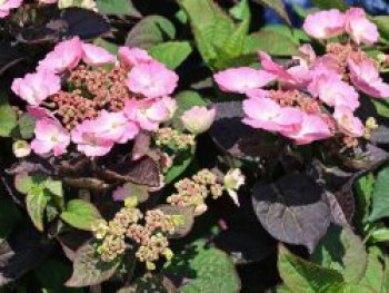 Kleinwüchsige Tellerhortensie &#8218;Daredevil&#8216;, Hydrangea serrata &#8218;Daredevil&#8216;, Containerware