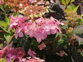 Kleinwüchsige Tellerhortensie &#8218;Isusai-jaku&#8216;, 30-40 cm, Hydrangea serrata &#8218;Isusai-jaku&#8216;, Containerware