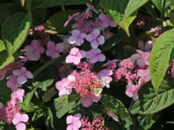 Kleinwüchsige Tellerhortensie &#8218;Koreana&#8216;, 20-30 cm, Hydrangea serrata &#8218;Koreana&#8216;, Containerware