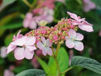 Kleinwüchsige Tellerhortensie 'Rosalba', 20-30 cm, Hydrangea serrata 'Rosalba', Containerware