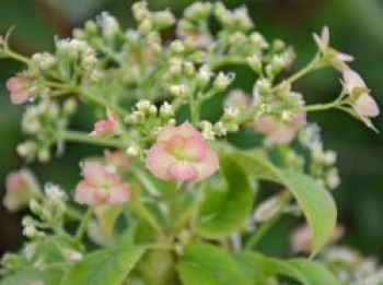 Kletterhortensie &#8218;Crug Coral&#8216;, 40-60 cm, Hydrangea petiolaris &#8218;Crug Coral&#8216;, Containerware