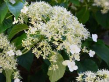 Kletterhortensie &#8218;Flying Saucer&#8216;, 40-60 cm, Hydrangea petiolaris &#8218;Flying Saucer&#8216;, Containerware