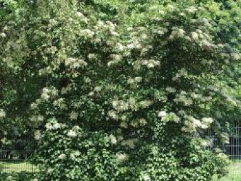 Weiße Kletterhortensie, 100-125 cm, Hydrangea anomala ssp.petiolaris, Containerware