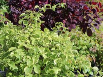 Kletterhortensie &#8218;Miranda&#8216;, 40-60 cm, Hydrangea petiolaris &#8218;Miranda&#8216;, Containerware