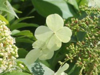 Kletterhortensie 'Semiola' ®, 40-60 cm, Hydrangea anomala 'Semiola' ®, Containerware