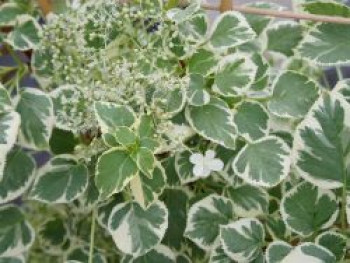 Kletterhortensie &#8218;Silver Lining&#8216;, 40-60 cm, Hydrangea petiolaris &#8218;Silver Lining&#8216;, Containerware