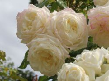 Kletterrose &#8218;Alaska&#8216; ®, Rosa &#8218;Alaska&#8216; ®, Containerware