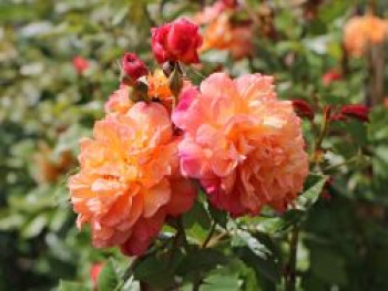 Kletterrose &#8218;Aloha&#8216; ®, Rosa &#8218;Aloha&#8216; ®, Containerware