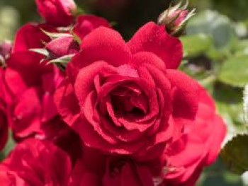 Kletterrose 'Amadeus'  ®, Rosa 'Amadeus' ®, Containerware