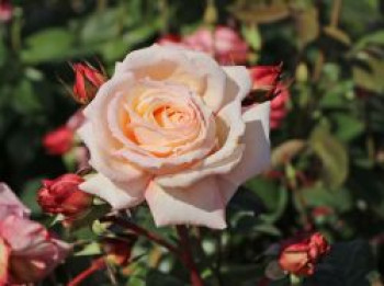 Kletterrose &#8218;Barock&#8216; ®, Rosa &#8218;Barock&#8216; ®, Containerware