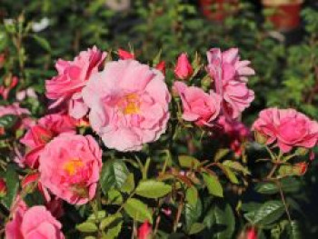 Kletterrose &#8218;Camelot&#8216; ®, Rosa &#8218;Camelot&#8216; ® ADR-Rose, Containerware