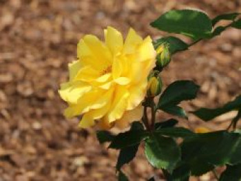 Kletterrose 'Climbing Goldmarie' ®, Rosa 'Climbing Goldmarie' ®, Containerware