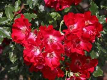 Kletterrose 'Dortmund' ®, Rosa 'Dortmund' ®, Containerware