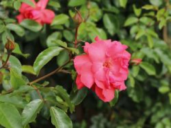 Kletterrose &#8218;Fassadenzauber&#8216; ®, Rosa &#8218;Fassadenzauber&#8216; ®, Containerware