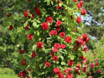 Kletterrose 'Flammentanz' ®, Rosa 'Flammentanz' ®, Containerware