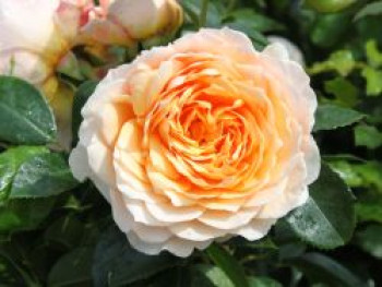 Kletterrose 'Ginger Syllabub', Rosa 'Ginger Syllabub', Containerware