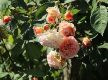 Kletterrose 'Gloire de Dijon', Rosa 'Gloire de Dijon', Containerware