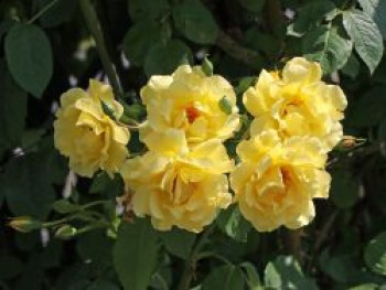 Kletterrose &#8218;Golden Gate&#8216; ®, Rosa &#8218;Golden Gate&#8216; ® ADR-Rose, Containerware