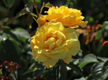 Kletterrose &#8218;Goldstern&#8216; ®, Rosa &#8218;Goldstern&#8216; ®, Containerware