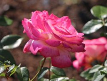 Kletterrose 'Harlekin' ®, Rosa 'Harlekin' ®, Containerware