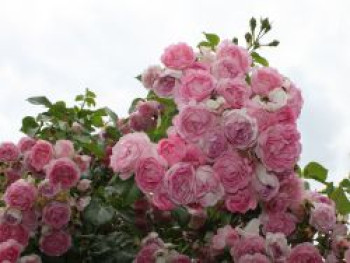 Kletterrose &#8218;Jasmina&#8216; ®, Rosa &#8218;Jasmina&#8216; ®  ADR-Rose, Containerware