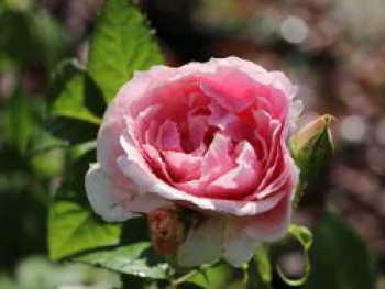 Kletterrose 'Kir Royal' ®, Rosa 'Kir Royal' ®, Containerware