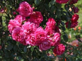 Kletterrose &#8218;Laguna&#8216; ®, Rosa &#8218;Laguna&#8216; ® ADR-Rose, Containerware