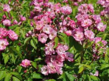 Kletterrose 'Lavender Siluetta' ®, Rosa 'Lavender Siluetta' ® ADR-Rose, Containerware