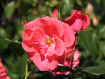 Kletterrose &#8218;Lawinia&#8216; ®, Rosa &#8218;Lawinia&#8216; ®, Containerware